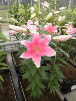 [1774 Sorbonne TL No02.JPG]